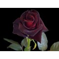 Roses - Black Bacara